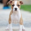 Amerikai staffordshire terrier – kölykök