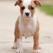 Amerikai staffordshire terrier – kölykök