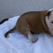 Amerikai Staffordshire Terrier