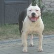 Amerikai Staffordshire Terrier