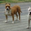 Amerikai Staffordshire Terrier