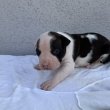 Amerikai Staffordshire Terrier