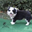 border collie kiskutyák tenyésztőtől