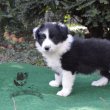 border collie kiskutyák tenyésztőtől