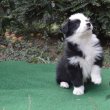 border collie kiskutyák tenyésztőtől