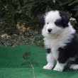 border collie kiskutyák tenyésztőtől