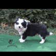 border collie kiskutyák tenyésztőtől