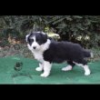 border collie kiskutyák tenyésztőtől