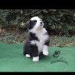 border collie kiskutyák tenyésztőtől