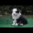 border collie kiskutyák tenyésztőtől