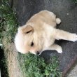 Spitz