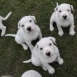 Argentin Dog kiskutyák