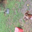 Dobermann 