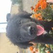 Fajtatiszta Border Collie kölykök