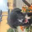 Fajtatiszta Border Collie kölykök