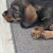 Fajta tiszta szálkás szőrű tacskó fiúcska eladó 