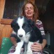 3 border collie kislány keresi szerető családját.