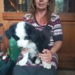 3 border collie kislány keresi szerető családját.