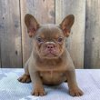 Francia bulldog kislány eladó 