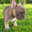 Francia bulldog fiú kiskutya 9 hetes.