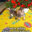 Francia bulldog fiú kiskutya 9 hetes.