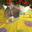 Francia bulldog fiú kiskutya 9 hetes.