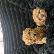Elado a képen látható kölyök toy uszkár