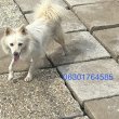 Spitz kutyus várja szerető gazdiját.