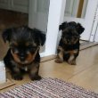 Szerető otthont kereső yorkie kölykök