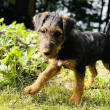 Airedale terrier kölyök