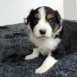 Border Collie kölykök örökbefogadásra