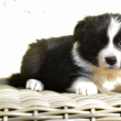 Border Collie kölykök örökbefogadásra