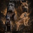 Cane Corso Kölykök