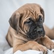 Cane Corso Kölykök
