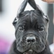 Cane Corso Kölykök