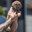 Cane Corso Kölykök