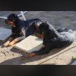 Rottweiler kutyák