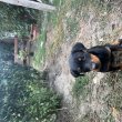 Rottweiler kutyák