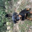 Rottweiler kutyák
