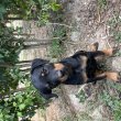 Rottweiler kutyák