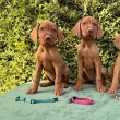 Magyar Drótszőrű Vizsla kölykök eladók