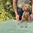Magyar Drótszőrű Vizsla kölykök eladók