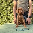Magyar Drótszőrű Vizsla kölykök eladók