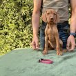 Magyar Drótszőrű Vizsla kölykök eladók