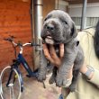 Cane corso kiskutyák