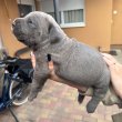 Cane corso kiskutyák
