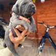 Cane corso kiskutyák