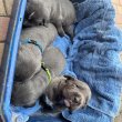 Cane corso kiskutyák