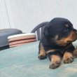 HAJDÚ-HÁZI-ROTT