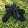 Cane Corso kiskutyák